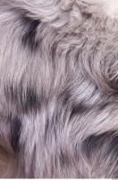 dog fur 0002